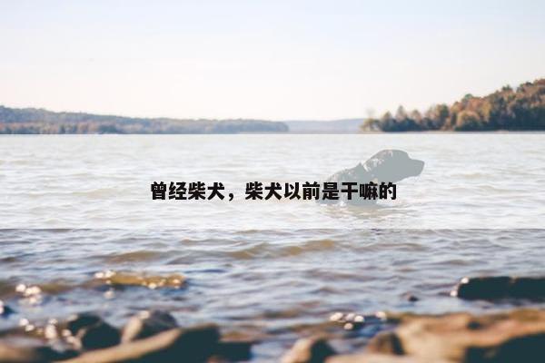 曾经柴犬，柴犬以前是干嘛的