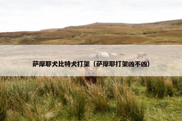 萨摩耶犬比特犬打架（萨摩耶打架凶不凶）