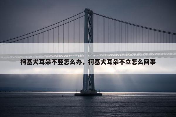 柯基犬耳朵不竖怎么办，柯基犬耳朵不立怎么回事
