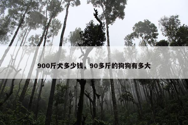 900斤犬多少钱，90多斤的狗狗有多大