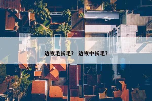 边牧毛长毛？ 边牧中长毛？