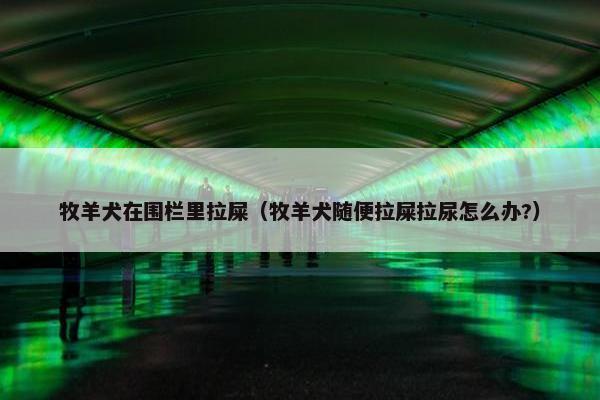 牧羊犬在围栏里拉屎（牧羊犬随便拉屎拉尿怎么办?）