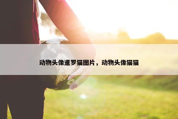 动物头像暹罗猫图片，动物头像猫猫