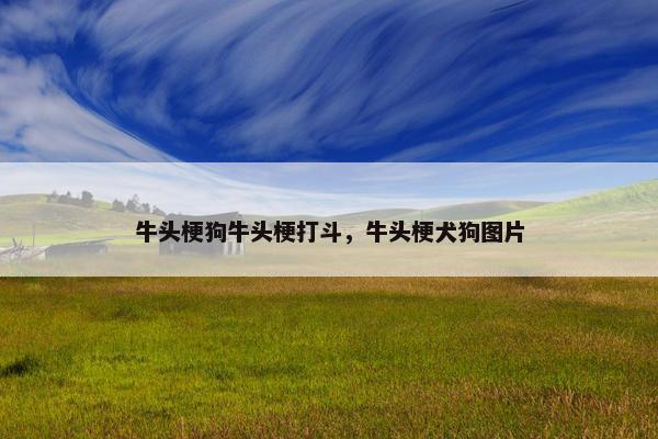 牛头梗狗牛头梗打斗，牛头梗犬狗图片