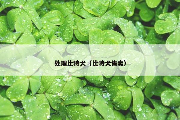 处理比特犬（比特犬售卖）
