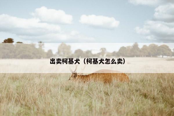 出卖柯基犬（柯基犬怎么卖）