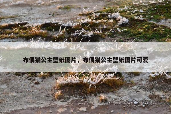 布偶猫公主壁纸图片，布偶猫公主壁纸图片可爱