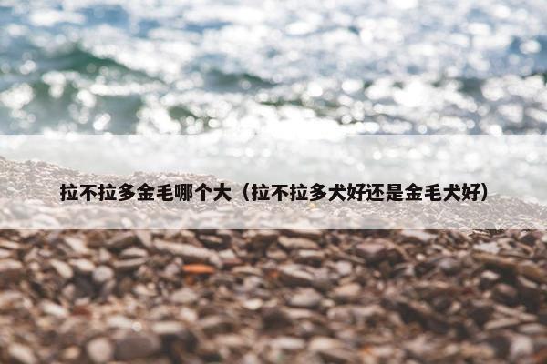 拉不拉多金毛哪个大（拉不拉多犬好还是金毛犬好）