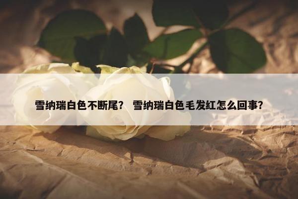 雪纳瑞白色不断尾？ 雪纳瑞白色毛发红怎么回事？