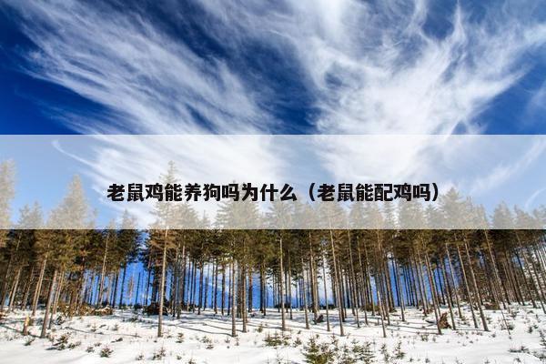 老鼠鸡能养狗吗为什么（老鼠能配鸡吗）