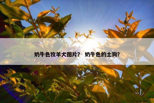 奶牛色牧羊犬图片？ 奶牛色的土狗？