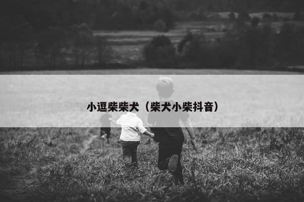 小逗柴柴犬（柴犬小柴抖音）