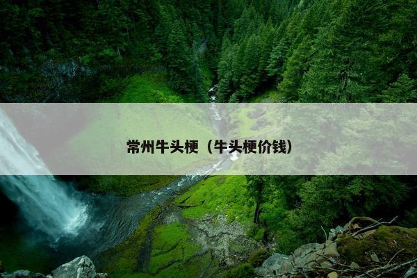 常州牛头梗（牛头梗价钱）