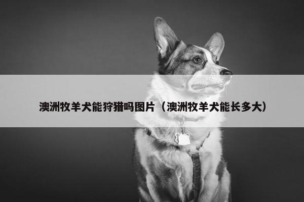 澳洲牧羊犬能狩猎吗图片（澳洲牧羊犬能长多大）