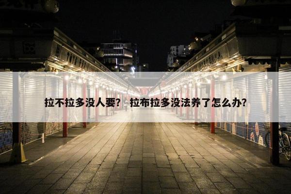 拉不拉多没人要？ 拉布拉多没法养了怎么办？