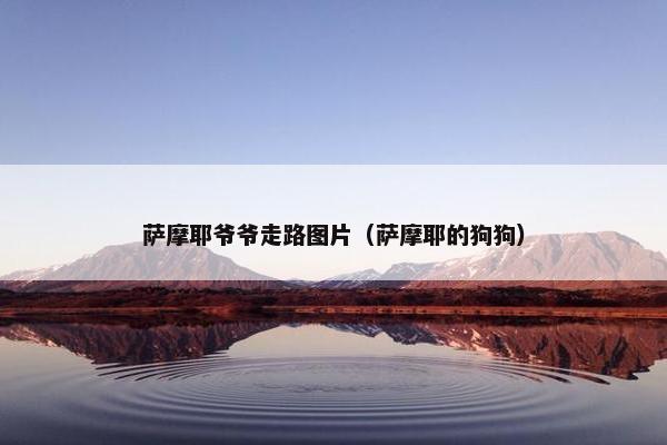 萨摩耶爷爷走路图片（萨摩耶的狗狗）