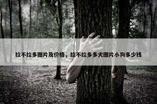 拉不拉多图片及价格，拉不拉多多犬图片小狗多少钱