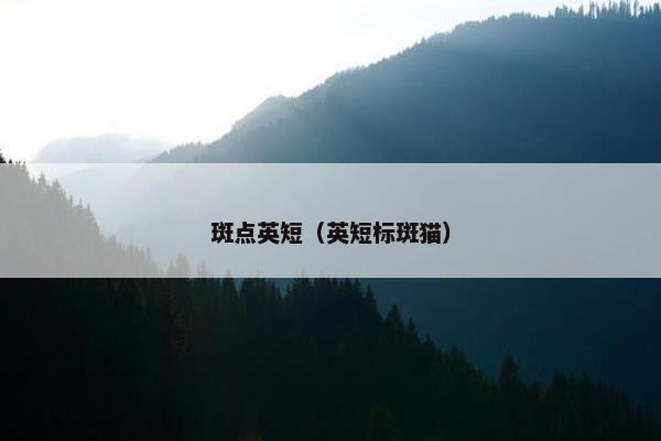 斑点英短（英短标斑猫）