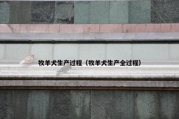 牧羊犬生产过程（牧羊犬生产全过程）