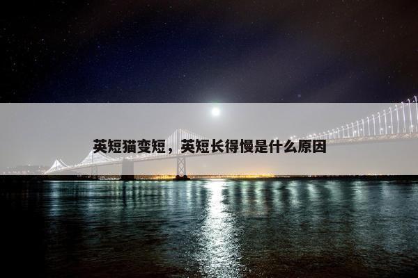 英短猫变短，英短长得慢是什么原因