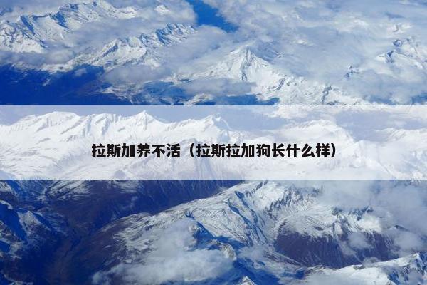 拉斯加养不活（拉斯拉加狗长什么样）