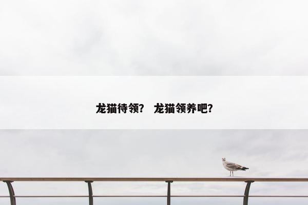 龙猫待领？ 龙猫领养吧？