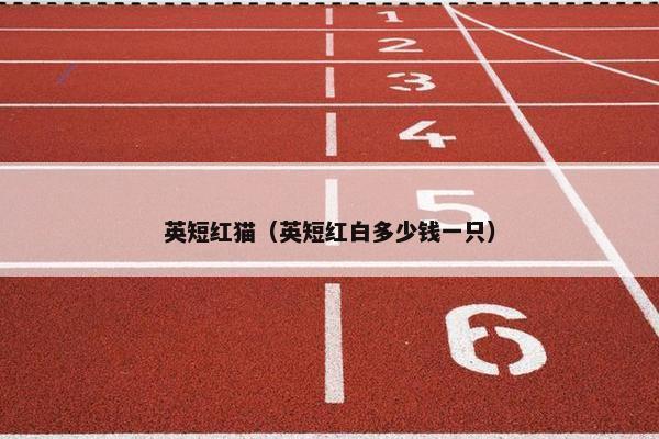 英短红猫（英短红白多少钱一只）