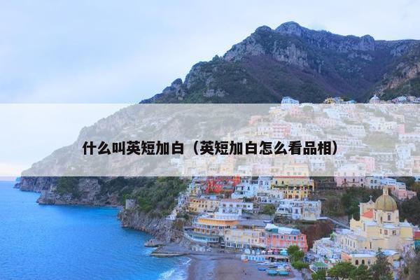 什么叫英短加白（英短加白怎么看品相）