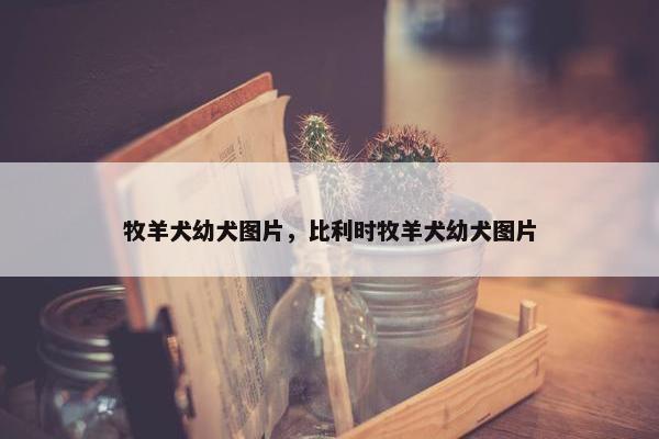 牧羊犬幼犬图片，比利时牧羊犬幼犬图片