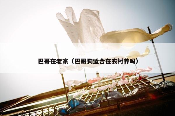 巴哥在老家（巴哥狗适合在农村养吗）