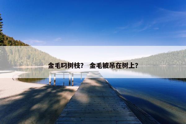 金毛叼树枝？ 金毛被吊在树上？