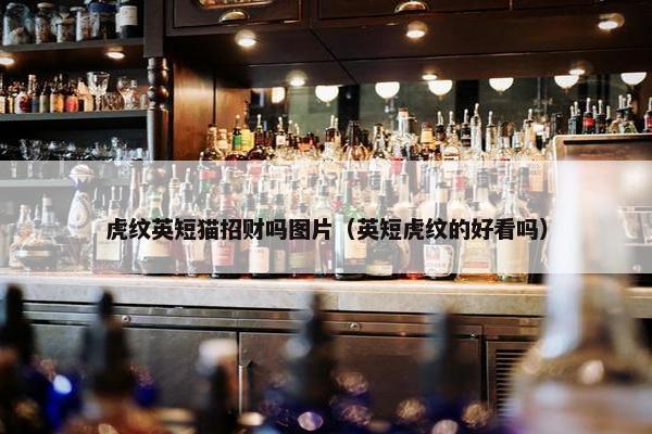 虎纹英短猫招财吗图片（英短虎纹的好看吗）