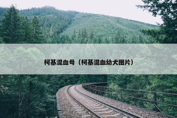 柯基混血母（柯基混血幼犬图片）