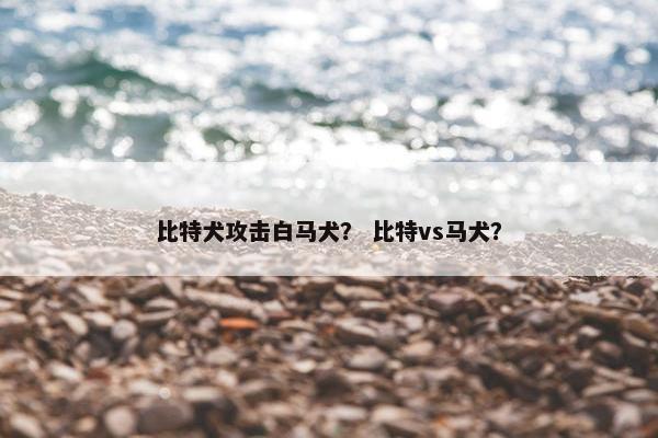 比特犬攻击白马犬？ 比特vs马犬？