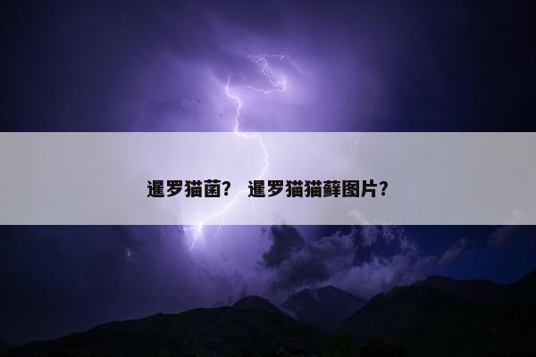 暹罗猫菌？ 暹罗猫猫藓图片？