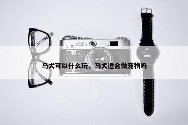 马犬可以什么玩，马犬适合做宠物吗