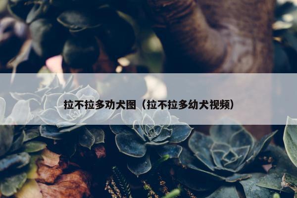 拉不拉多劝犬图（拉不拉多幼犬视频）