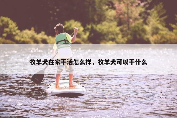 牧羊犬在家干活怎么样，牧羊犬可以干什么