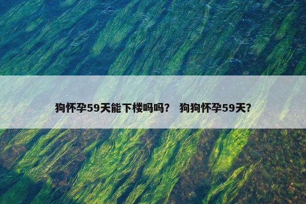 狗怀孕59天能下楼吗吗？ 狗狗怀孕59天？