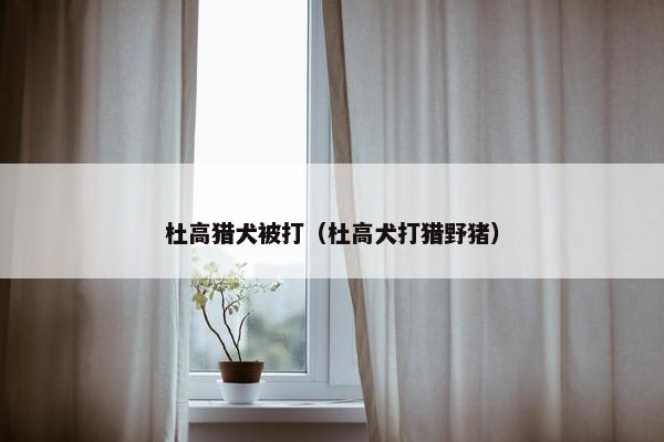 杜高猎犬被打（杜高犬打猎野猪）