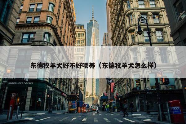 东德牧羊犬好不好喂养（东德牧羊犬怎么样）