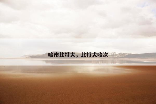 哈市比特犬，比特犬哈次
