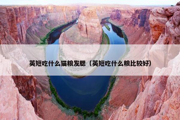 英短吃什么猫粮发腮（英短吃什么粮比较好）