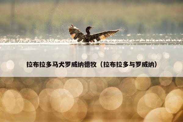 拉布拉多马犬罗威纳德牧（拉布拉多与罗威纳）