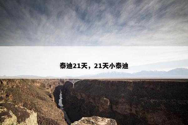 泰迪21天，21天小泰迪