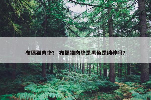 布偶猫肉垫？ 布偶猫肉垫是黑色是纯种吗？