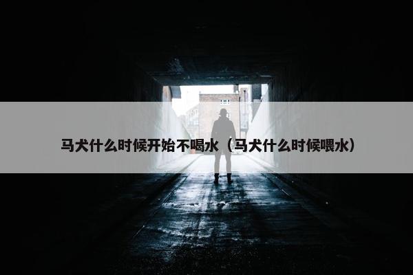 马犬什么时候开始不喝水（马犬什么时候喂水）