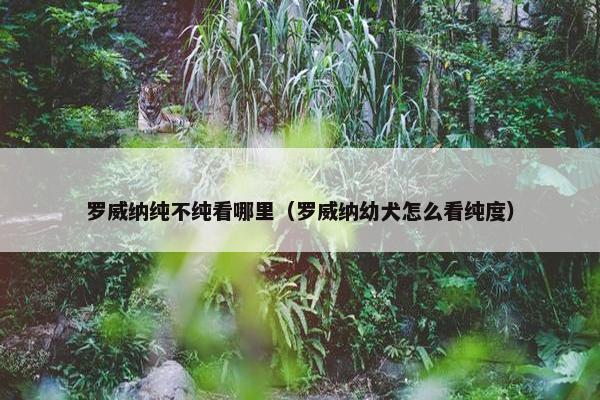 罗威纳纯不纯看哪里（罗威纳幼犬怎么看纯度）
