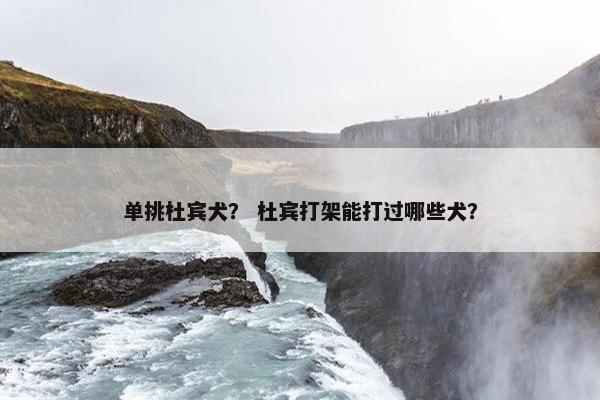 单挑杜宾犬？ 杜宾打架能打过哪些犬？