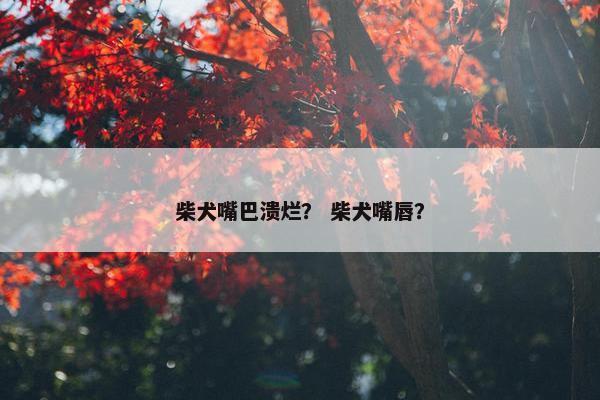 柴犬嘴巴溃烂？ 柴犬嘴唇？